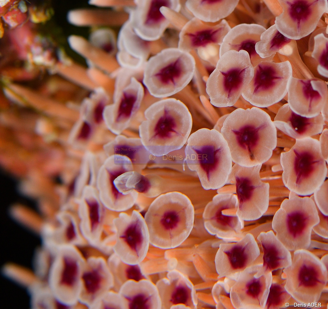Toxopneustes roseus Oursin fleur-La Paz Ile de la Baleine-10m-20181026-Denis-ADER-DSC_0276_tn.jpg